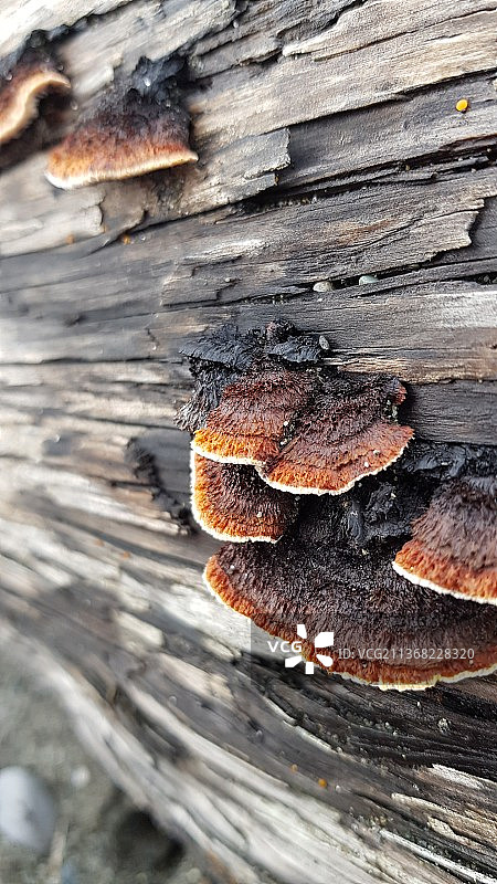 加拿大不列颠哥伦比亚省温哥华岛的木纹特写图片素材
