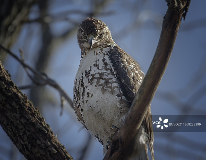 红尾鵟特写：红隼栖息在树枝上，美国新泽西州米德尔敦图片素材