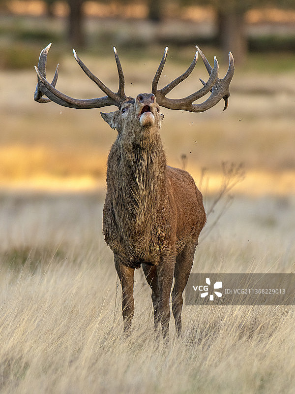 英国里士满公园红鹿肖像图片素材