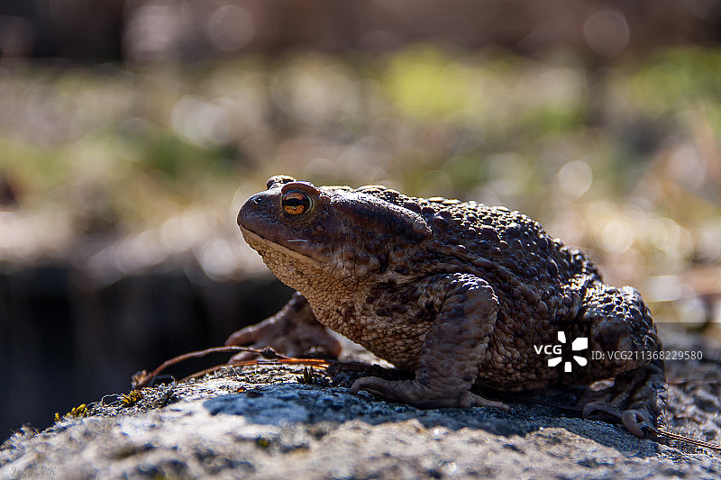 岩石上的青蛙特写图片素材