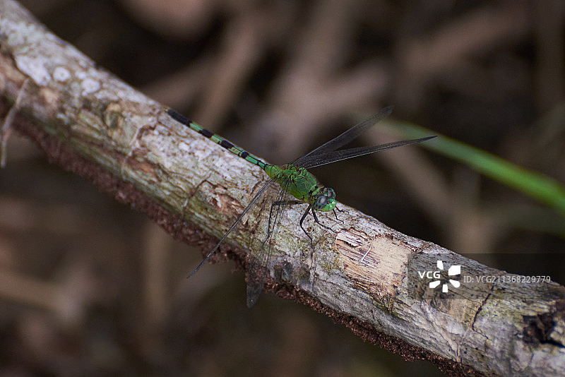 蓝蜻蜓在草地花朵上（特写）图片素材