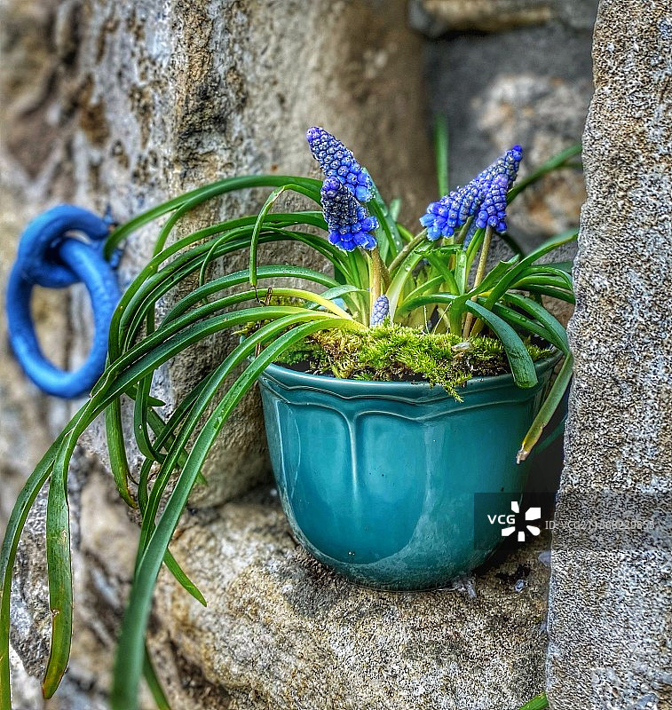 杯子里的葡萄风信子，盆栽植物特写，法国克拉旺图片素材