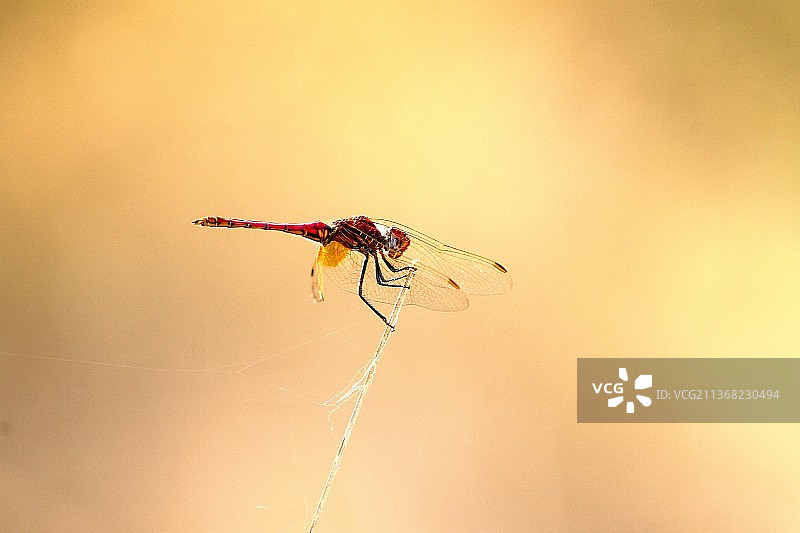 蜻蜓特写图片素材