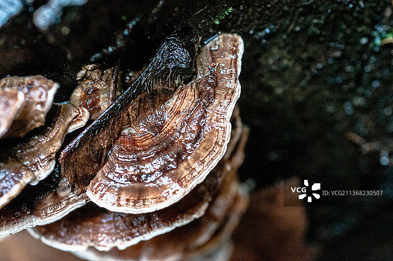 火鸡尾蘑菇特写图片素材