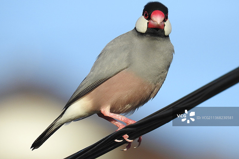 小太平鸟栖息在电缆上特写图片素材