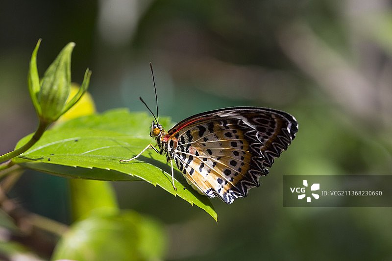 豹纹蛱蝶特写，停留在树叶上，柬埔寨图片素材