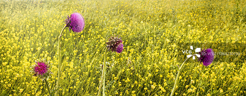 四个蓟花，夏季草地开花图片素材