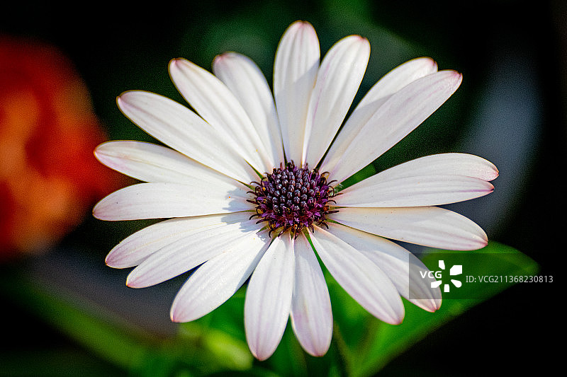加拿大索恩希尔盛开的非洲雏菊图片素材
