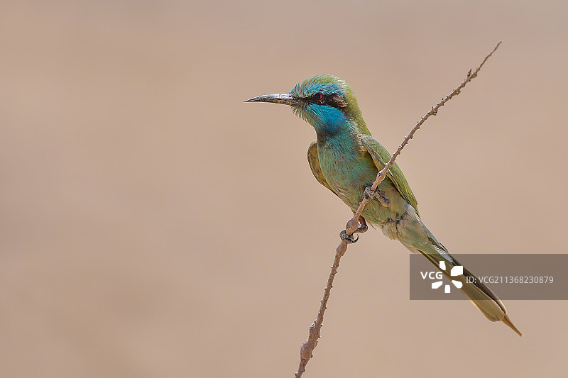 蜂虎特写，蜜蜂栖息在树枝上图片素材