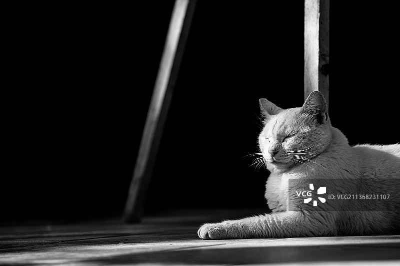 关灯，猫咪坐在地板上特写，以色列图片素材