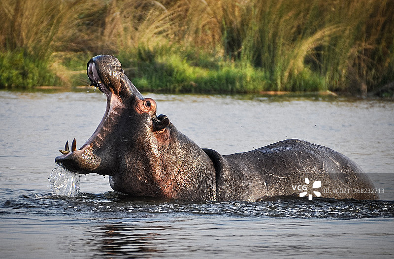 博茨瓦纳奥卡万戈河中的愤怒的河马图片素材