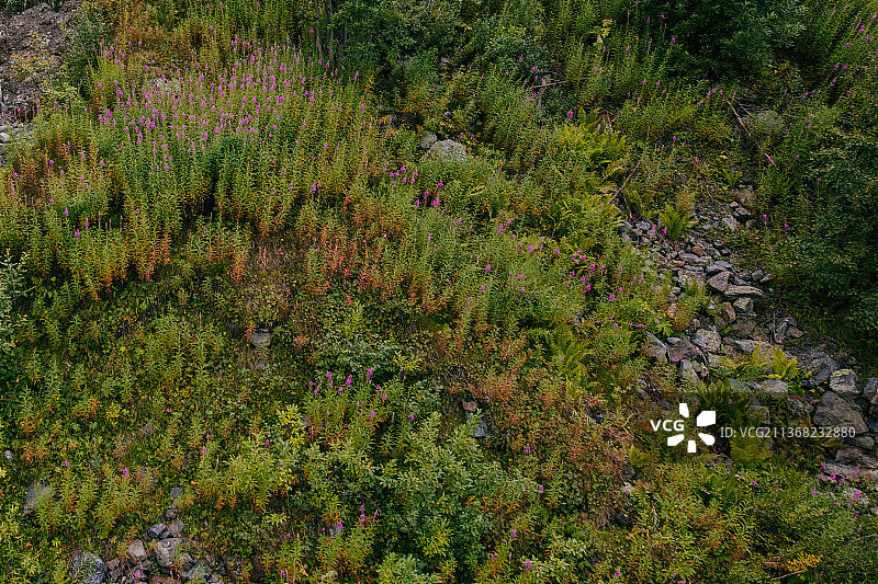俄罗斯北奥塞梯高加索山脉植物景观图片素材