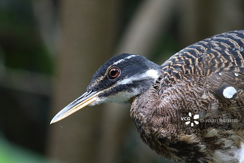 苍鹭特写图片素材