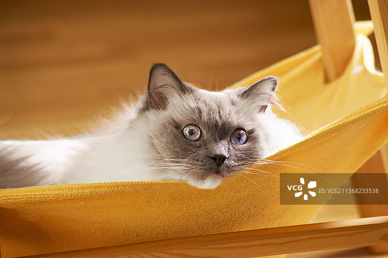 挪威阿克什胡斯，椅子上放松的猫咪特写图片素材