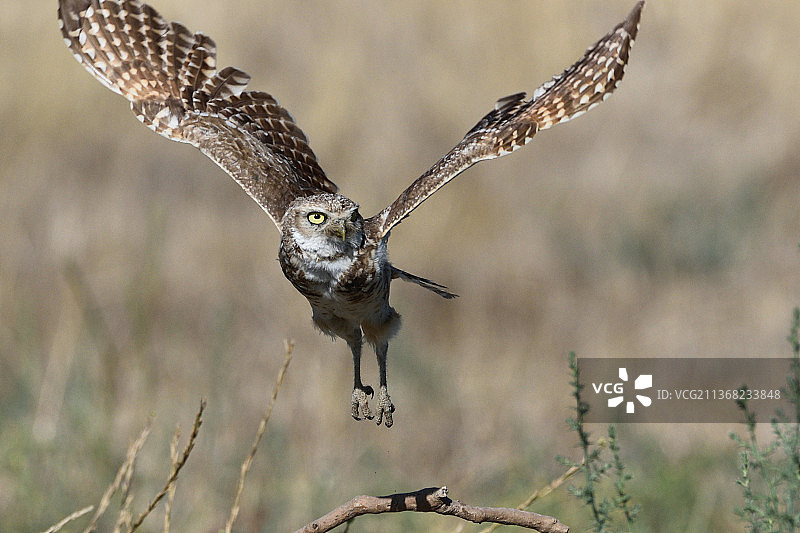 像猫头鹰一样飞行：短耳鸮飞越田野的特写图片素材