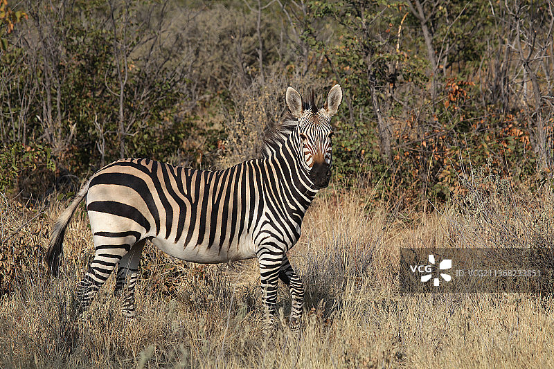 纳米比亚库内内区草地上的赫氏山斑马侧影图片素材