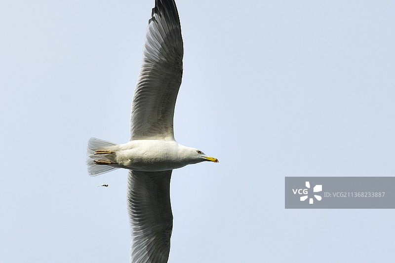 海鸥的鸟粪，土耳其布尔加兹岛的低角度视图图片素材