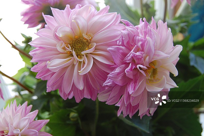 粉色大丽花特写图片素材