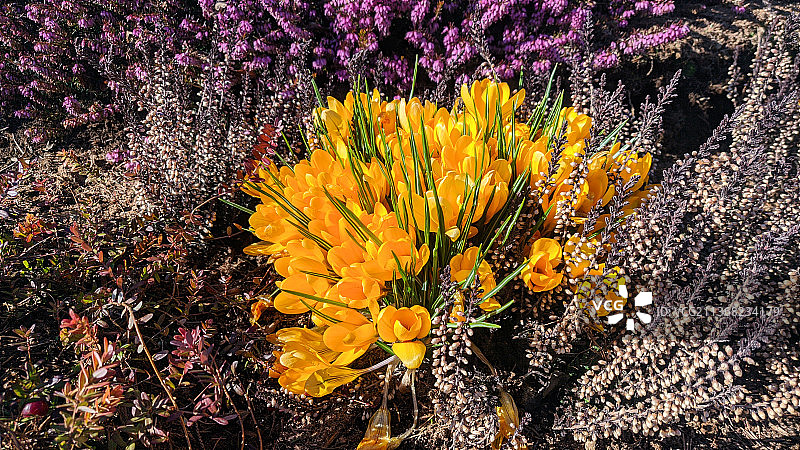 黄色番红花植物田野高角度景观，爱沙尼亚塔尔图图片素材