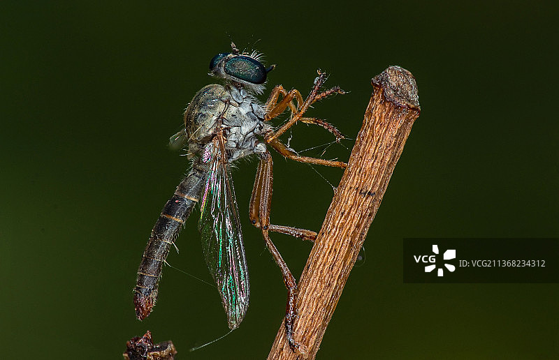 蜻蜓在树枝上的特写，古塔克，奥迪沙邦，印度图片素材