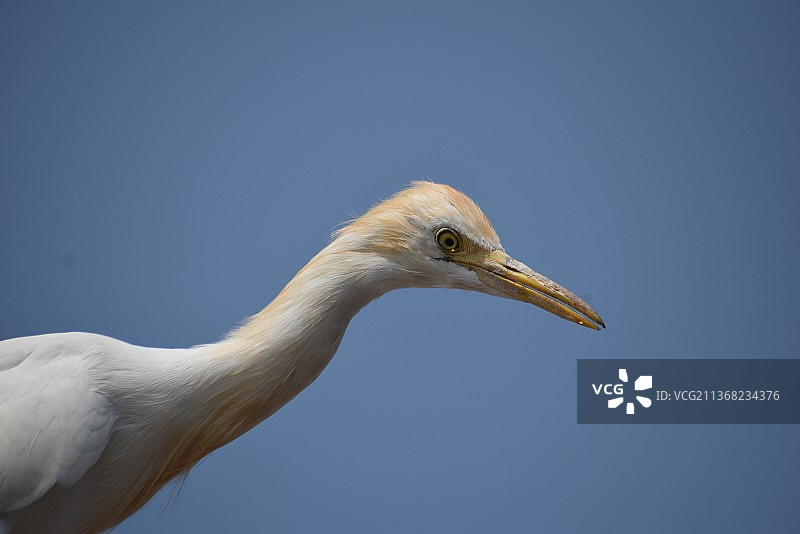晴空下的白鹭特写图片素材