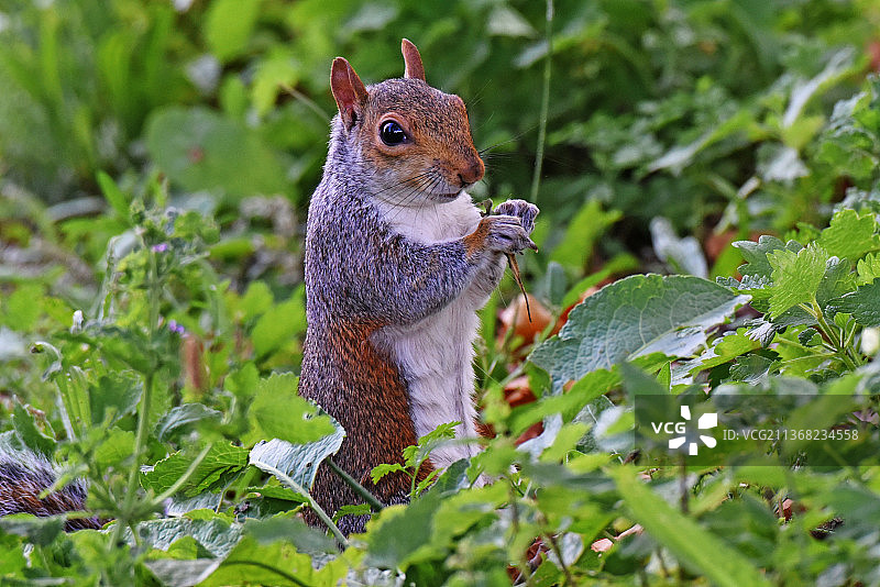 可爱的灰松鼠在植物上吃东西的特写，伦敦，英国图片素材
