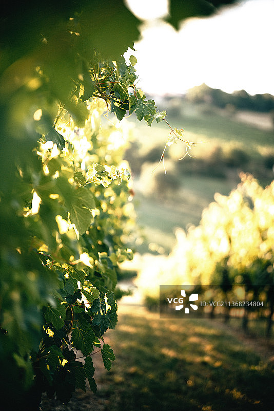 意大利的葡萄园和景观，鲜花植物特写图片素材