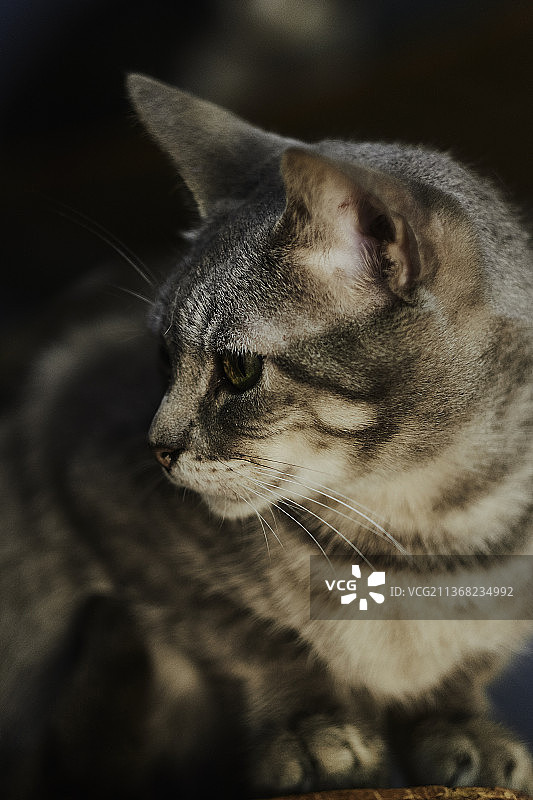 看向远方的猫咪特写，秘鲁卡亚俄贝亚维斯塔图片素材