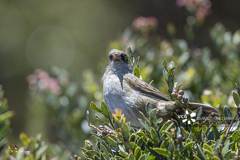 火山金雀鸟栖息在植物上的特写图片素材