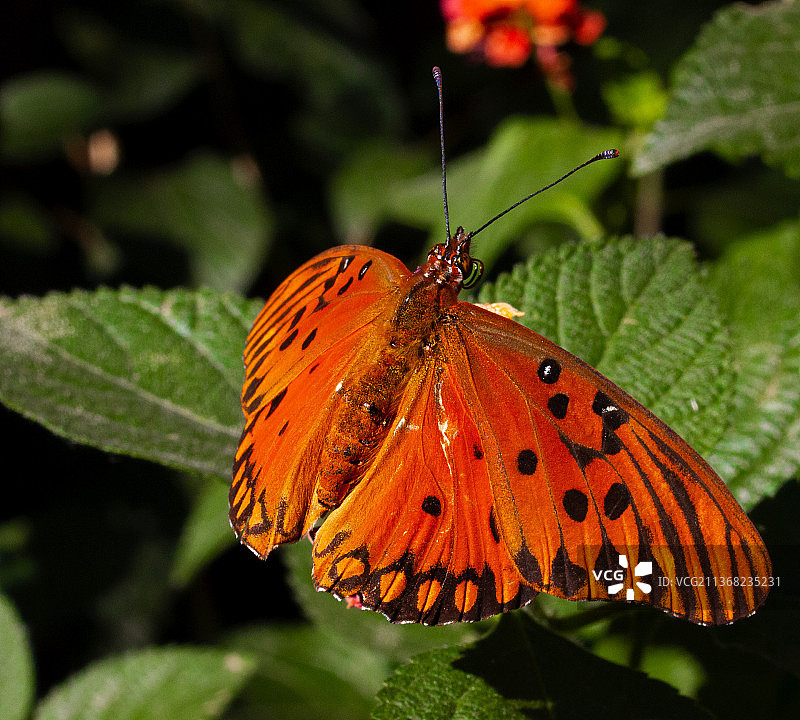 蝴蝶在橙色花朵上采蜜特写图片素材