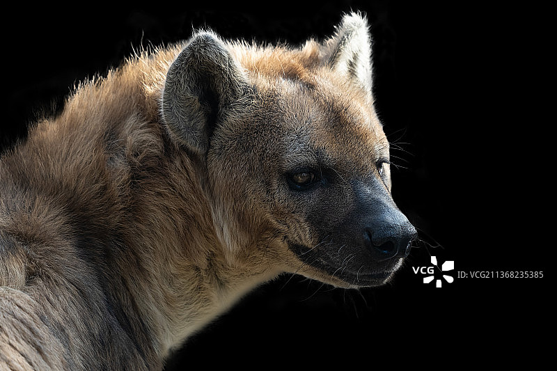 非洲猎犬，狼的特写，黑色背景图片素材