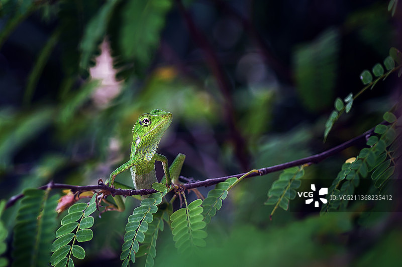 小龙：羽冠蜥蜴的植物特写图片素材