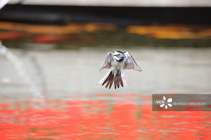 白鹡鸰2022年2月5日，年初五下午拍摄于南通博物苑图片素材