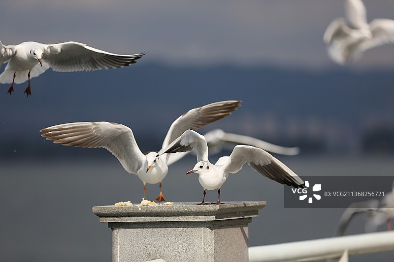 红嘴鸥图片素材