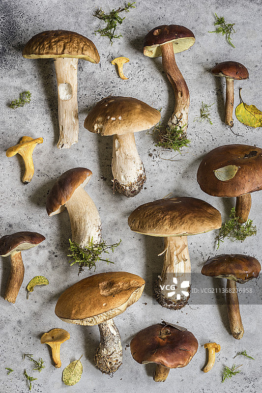 多种野生蘑菇图案：鸡油菌、牛肝菌等图片素材