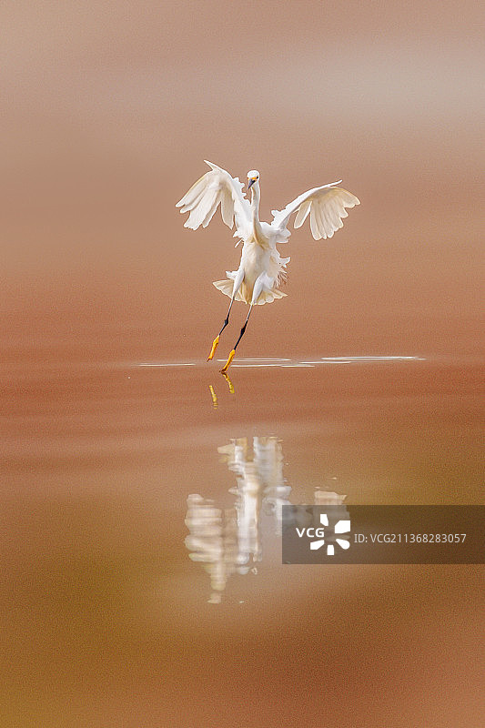 小白鹭--舞一把。春节快乐！图片素材