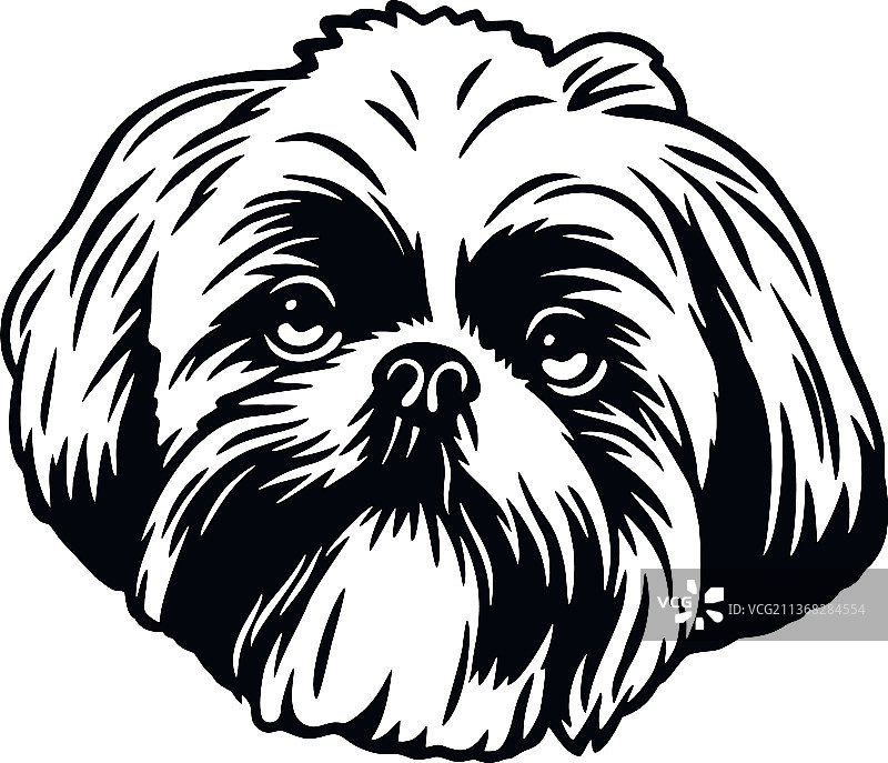 用于模版的可爱宠物犬——西施犬图片素材