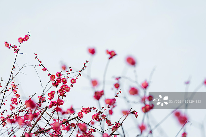 《红梅花儿开》图片素材