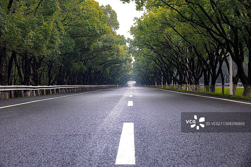 浙江长兴香樟大道图片素材