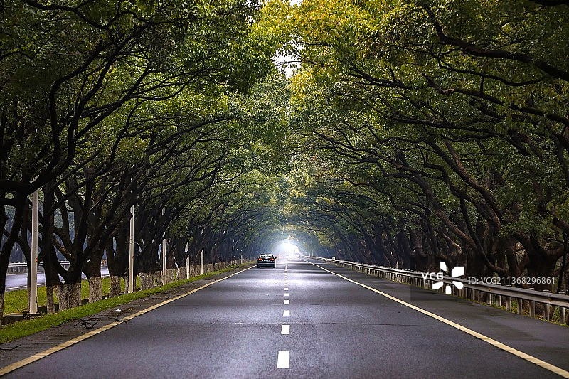 浙江长兴香樟大道图片素材