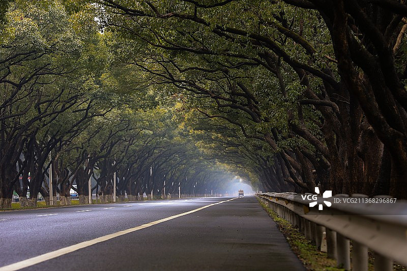 浙江长兴香樟大道图片素材