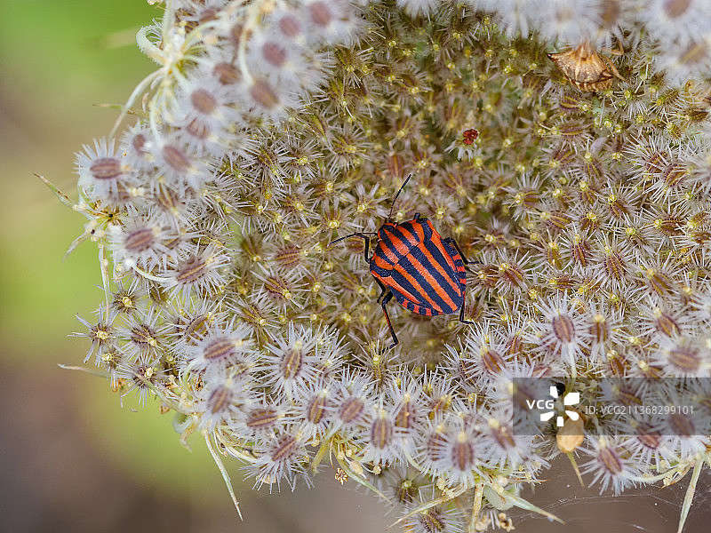 西班牙洛斯巴鲁埃科斯植物上的蝴蝶特写图片素材