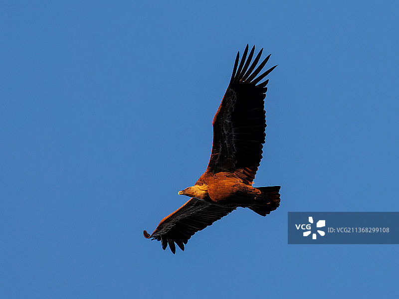 西班牙蓝天下飞翔的鹰低角度视图图片素材