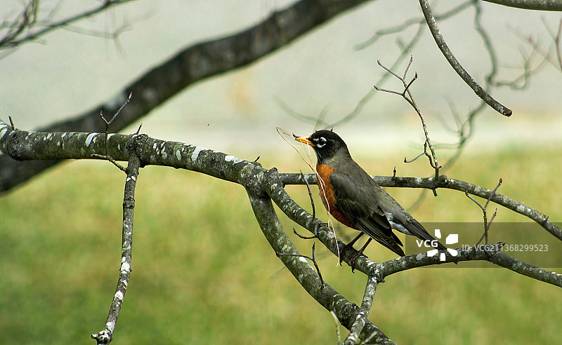 正在搬运筑巢材料的知更鸟，威尔逊，北卡罗来纳州，美国图片素材