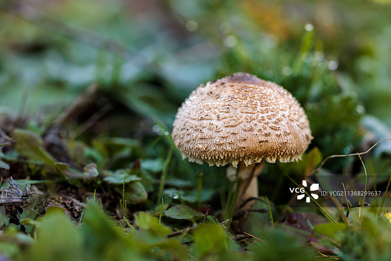 特写：在西班牙田野上生长的蘑菇图片素材