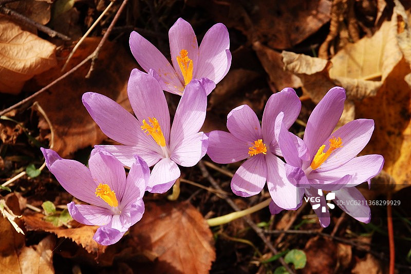 紫色番红花田野特写图片素材