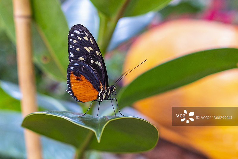 蝴蝶，树叶上的蝴蝶特写图片素材