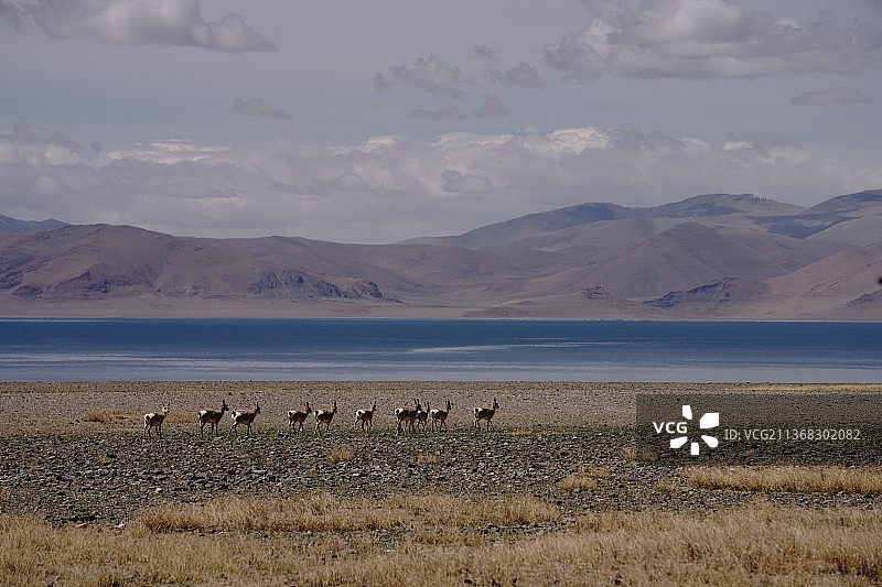 湖边的藏羚羊图片素材