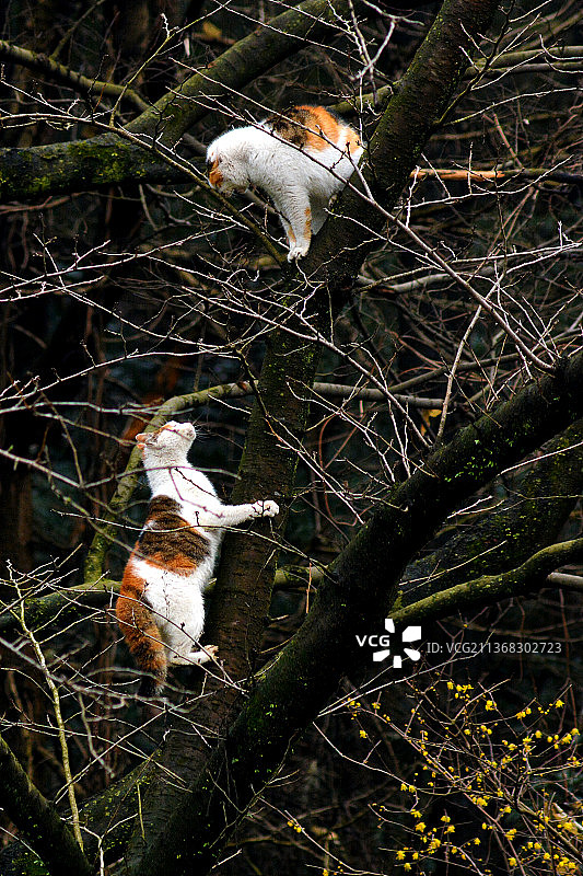 双猫图图片素材