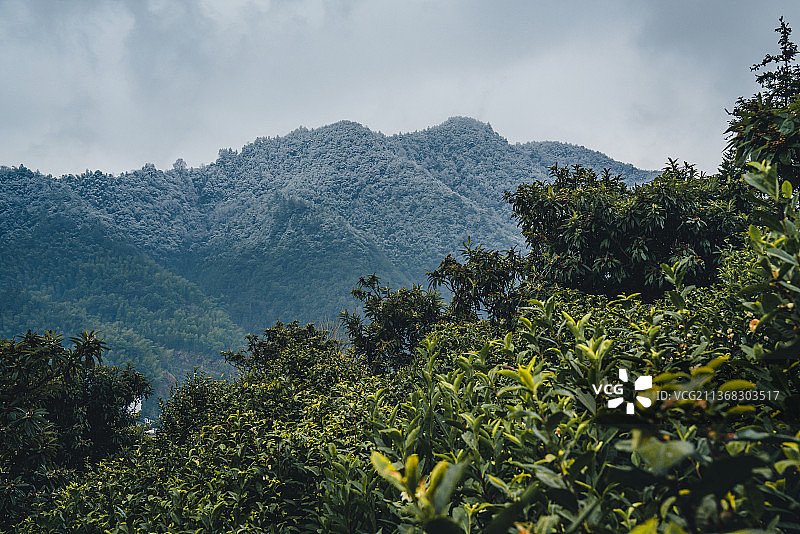 茶树，茶山，冬天，成片，黄山毛峰，绿茶，雪山图片素材